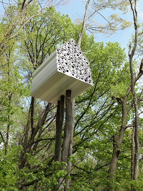 בית עץ משותף לאנשים ציפורים
